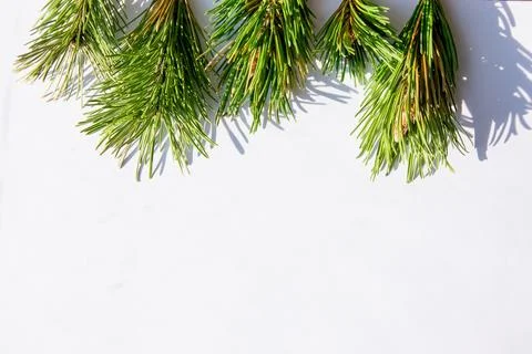 Bright green pine branches cascade over a clean white surface, highlighting t Stock Photos