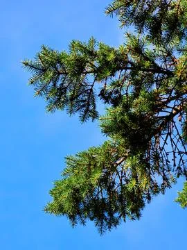 Bright Green Pine Tree Branches Against Clean Blue Sky Stock Photos