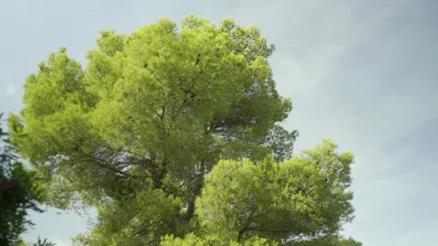 Bright green pine tree on Mediterranean island Stock Footage 160983836