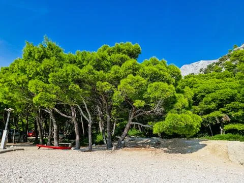 Bright green pine trees on the beach in Croatia Stock Photos