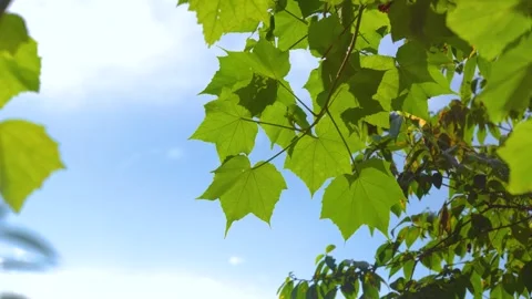 Bright green plane tree leaves swaying gently against a clear blue summer sky Stock Footage 341960040