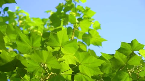 Bright Green Plane Tree Leaves Swaying Gently Under A Clear Blue Summer Sky Stock Footage 341960639