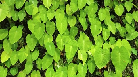 Bright green plant foliage leaf sway in nature garden for fresh background Vídeos de archivo 343543273