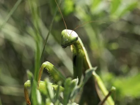 Bright green praying mantis perched on grass Stock Photos