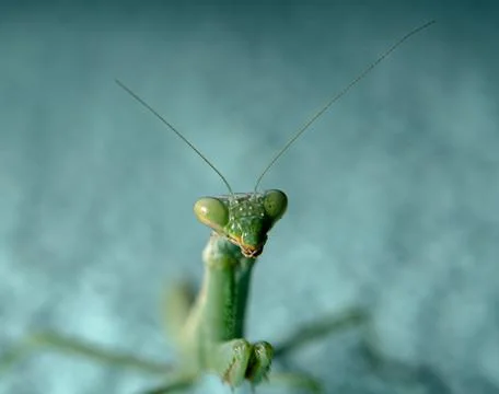Bright Green Praying Mantis with Sharp Claws Large Detailed Eyes Stock Photos