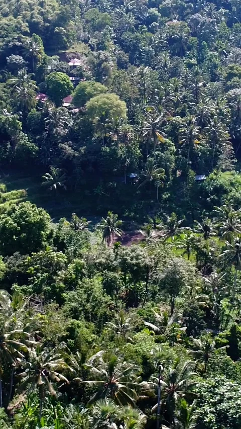 Bright green rice fields at the bottom of hills covered in tropical vegetation Video stock 230285508