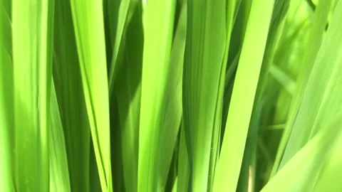 Bright green rice leaf abstract background Stock Footage 231310498