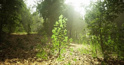 Bright green sapling shines in a sunlit forest during early morning hours Stock Illustration