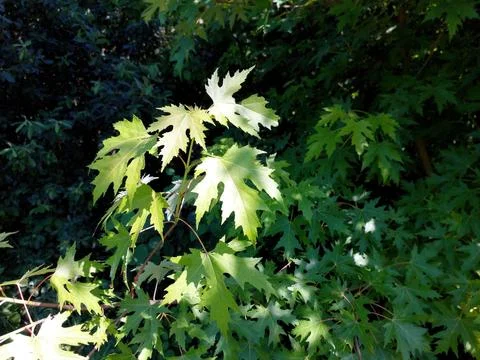 Bright Green Sharp Leaved Maple Leaves Basking in Sunlight Against a Dark B.. Stock Photos
