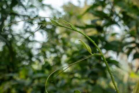 The bright green shoot tapers off into thin, elegant tendrils at the tip Stock Photos
