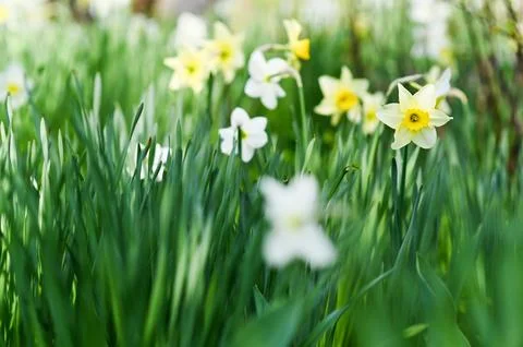 Bright green spring background with daffodil flowers. Stock Photos