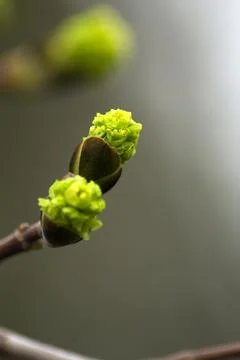 Bright green spring maple buds and bloom lit by the sun. Macro photography Stock Photos