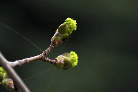 Bright green spring maple buds and bloom lit by the sun. Macro photography Stock Photos