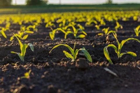 Bright green sprouts of corn thrive in the warm sunlight, marking the promi.. Stock-Fotos