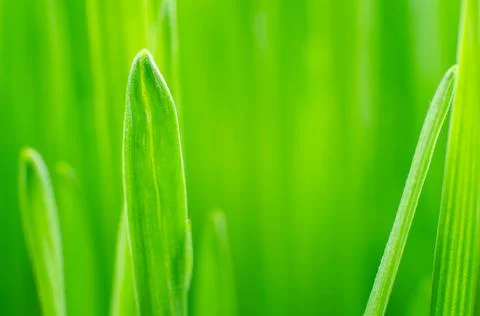 Bright green sprouts of wheat as a background, macro photography Stock Photos