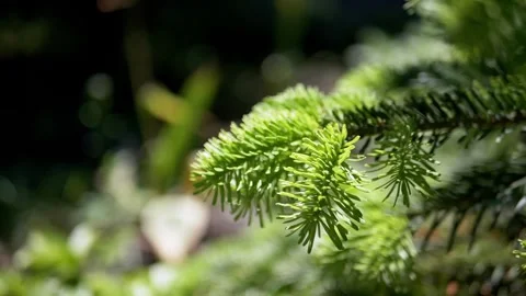 Bright Green Spruce Branch Growing in Lush Summer Forest Sunlight Video stock 339087085