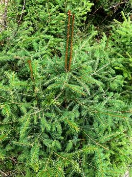 Bright green spruce tree showcases new growth on a clear day in a peaceful .. Stock Photos