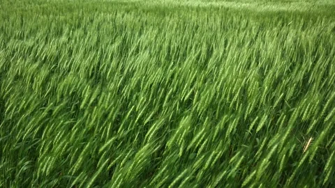 Bright green summer wheat blowing in the wind in a farmer’s field. Stock Footage 280357875