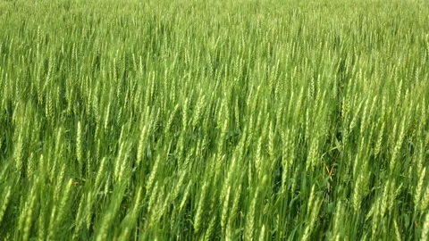Bright green summer wheat blowing in a strong wind with limited range of focus Stock Footage 300894916