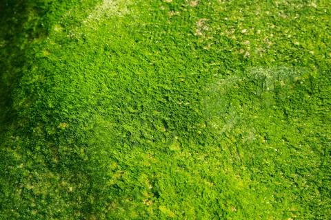 Bright Green Textured Surface of Algae on a Water Body in Nature Stock Photos