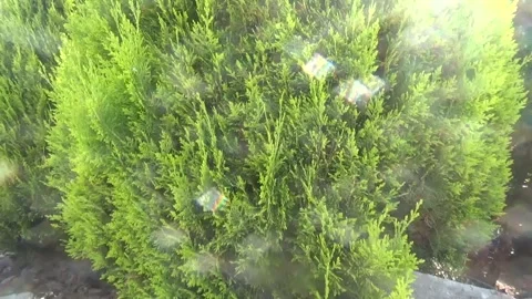 Bright green thuja in the rays of the summer sun Stock Footage 313035339