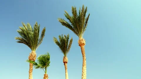 Bright green tops of palm trees against the blue sky Stock Footage 136896282
