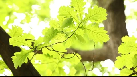 Bright green translucent oak tree leaves on the bright background Stock Footage 7550191