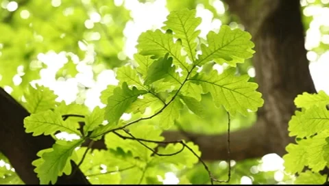 Bright green translucent oak tree leaves on the bright background Vídeos de archivo 7551627