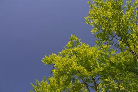 Bright green tree branches covered with fresh spring leaves against a clear.. 스톡 사진
