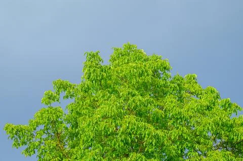 Bright green tree canopy with young walnuts visible against a serene blue sky Fotos Stock