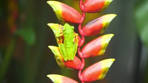 Bright Green Tree Frog Resting on a Tropical Heliconia Flower Stock Footage 341214151