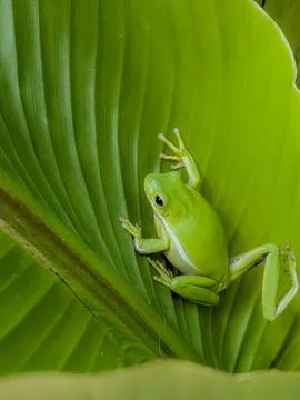 Bright Green Tree Frog Resting on Tropical Leaf Stock Photos