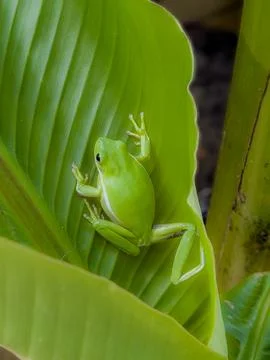 Bright Green Tree Frog Resting on Tropical Leaf Stock Photos