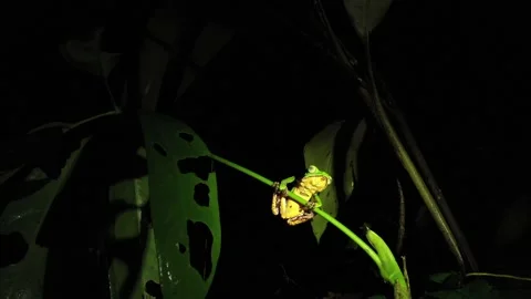 A bright green tree frog with a yellow belly sitting on a branch in the night Stock Footage 142748462