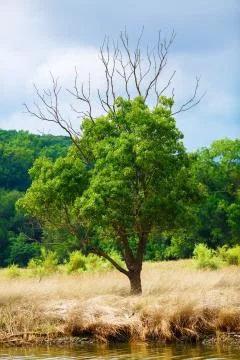 Bright green tree Stock Photos
