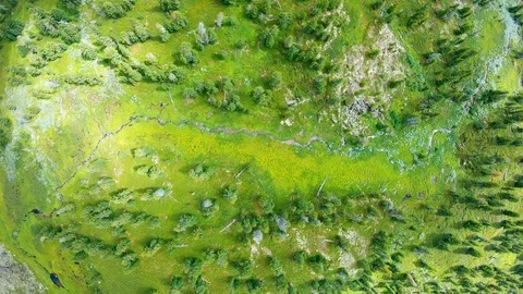 Bright green trees and grass from bird's eye view Video stock 120817661