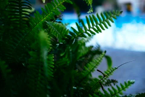 Bright green tropical leaf 스톡 사진