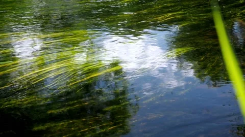 Bright green vegetation at the bottom of the river. calm current. peace Stock Footage 162574382