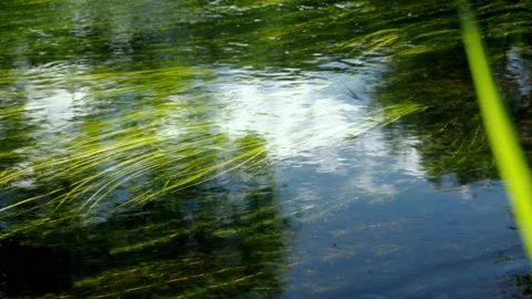 Bright green vegetation at the bottom of the river. calm current. peace Stock Footage 165882791