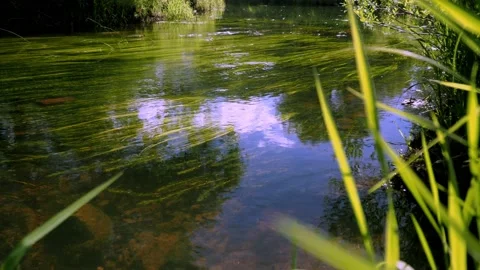 Bright green vegetation at the bottom of the river. calm current. peace Stock Footage 170823217