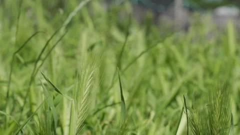 Bright green waves of vibrant long tall grass buds sway in the wind gusts Stock Footage 242305514