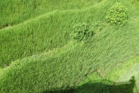 Bright green wavy grass Stock Photos