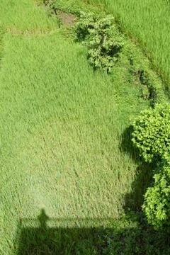 Bright green wavy grass Stock Photos