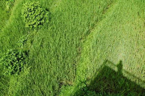Bright green wavy grass Stock Photos