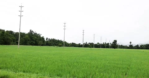 The bright green of the young rice fields stretches far to the green trees. Stock Footage 314753877