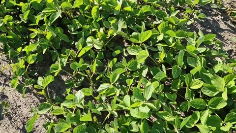 Bright green young soybean shoots in the field Stock Footage 337653086