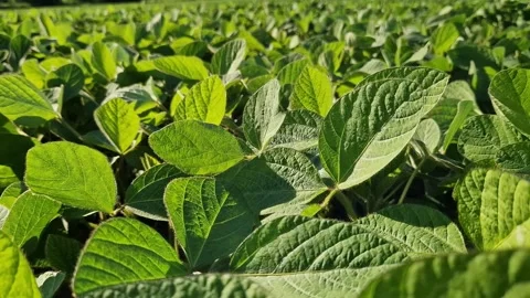 Bright green young soybean shoots in the field Stock Footage 337653088