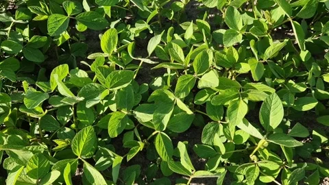 Bright green young soybean shoots in the field Video stock 337653092