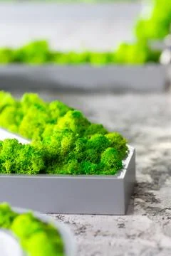 Bright greenery Stock Photos