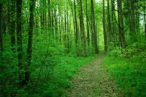 Bright greenery Stock Photos